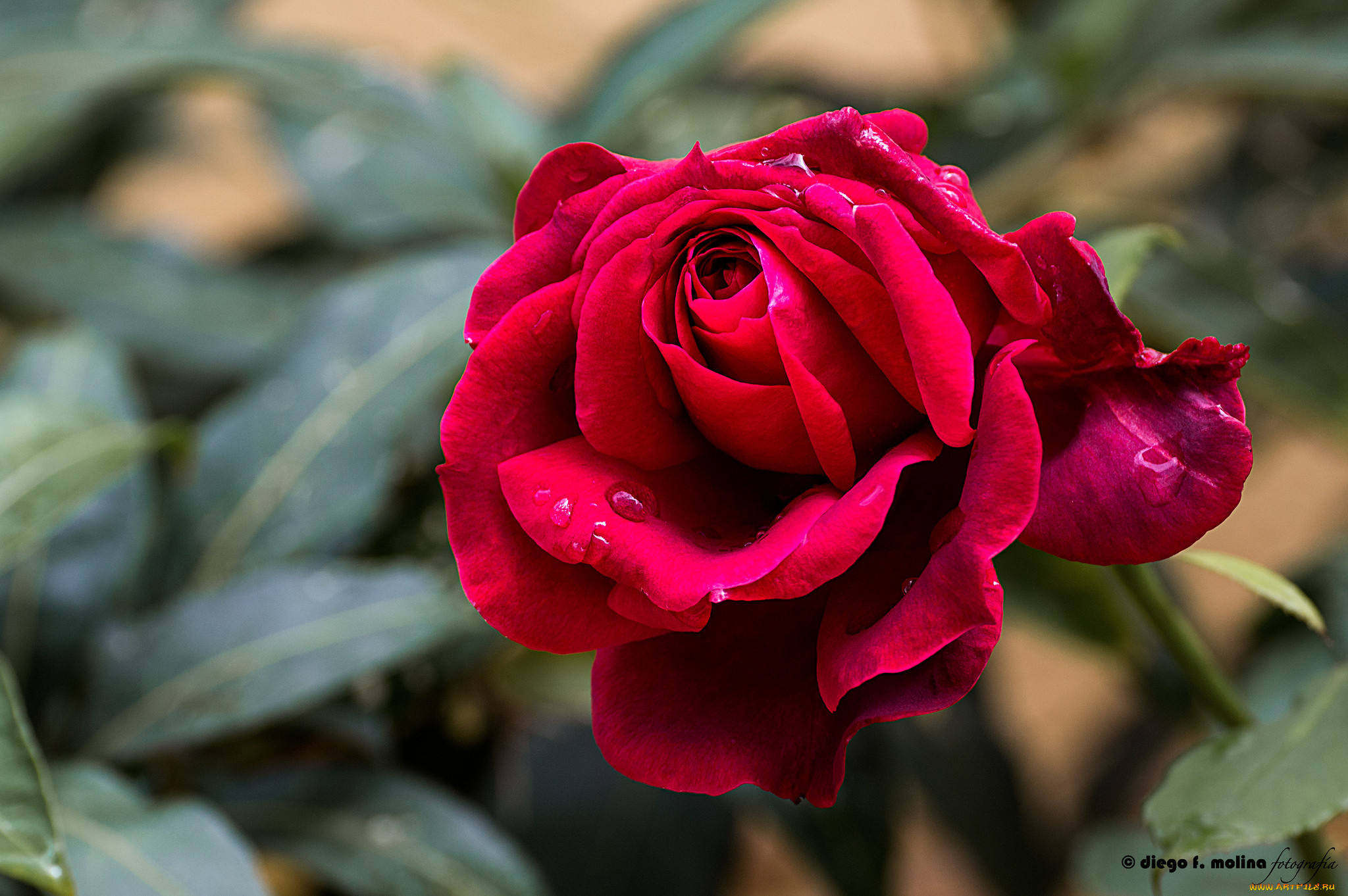 , , , blossoms, leaves, bud, petals, rose, , , , 